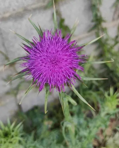 펜션 Le Nid Du Rossignol *